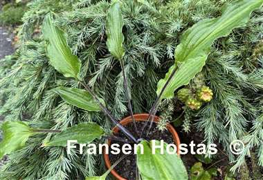 Hosta Chris' Black Ruffles